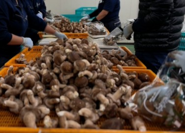 农业特定技能：香菇加工